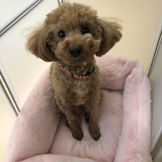 新しい家族を募集しています