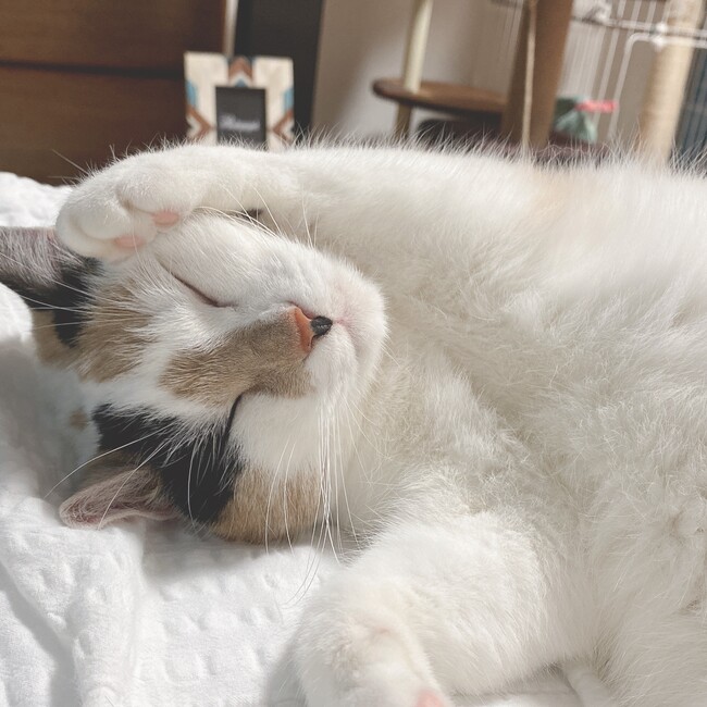 めいmanaのカバー写真