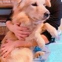 社会化修行中！シャイドッグひな太♂
