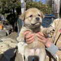 仔犬生後2ヶ月ぐらい　多頭飼育現場より