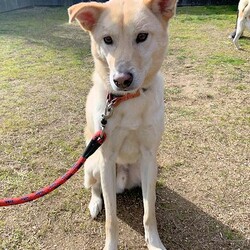 総社市ＡＷＡしつけ教室　＜雨天中止＞ サムネイル3