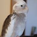 オカメインコWFオス