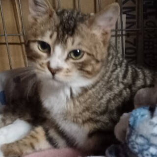 お外から保護、人馴れ頑張った４ヶ月の男の子