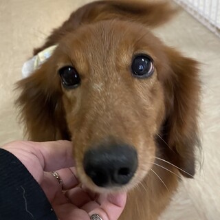 人が大好き甘えん坊なダックスくん♪