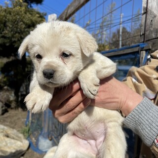 応募多数につき一旦停止します。