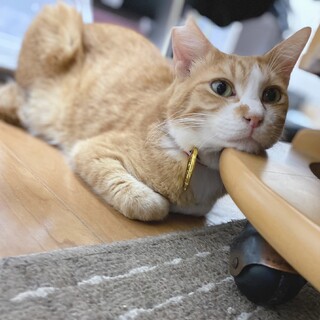 おひざ大好き❤️ほんわか癒し系の茶白けーご