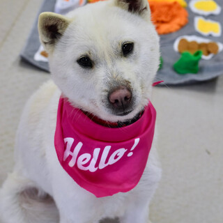 紀州犬のキクちゃん！