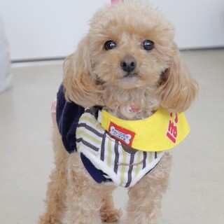  おしとやかで奥ゆかしいシェインちゃん