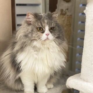 ミヌエット☆女の子