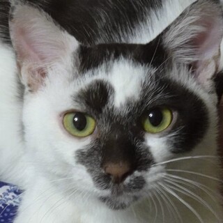 里親さん決定！お膝が大好き♪こげ茶の朔太郎くん