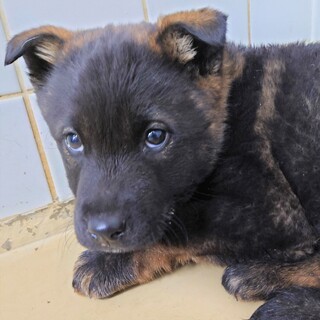 3-3-687◆可愛い子犬◆家族に迎えませんか？