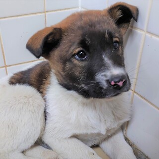 3-3-686◆可愛い子犬◆家族に迎えませんか？ 