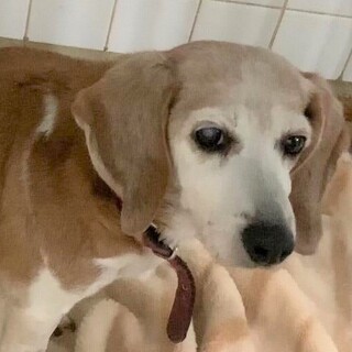 3-3-688◆可愛いビーグル？◆迎えませんか？