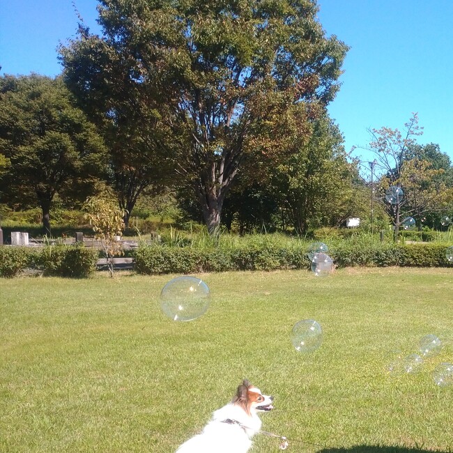 あさ。のカバー写真
