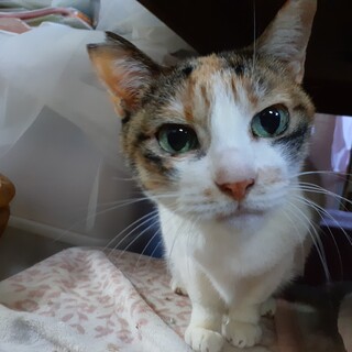 緊急！家をなくす保護猫・三毛の小梅