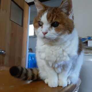 緊急！家をなくす保護猫・片目のフク