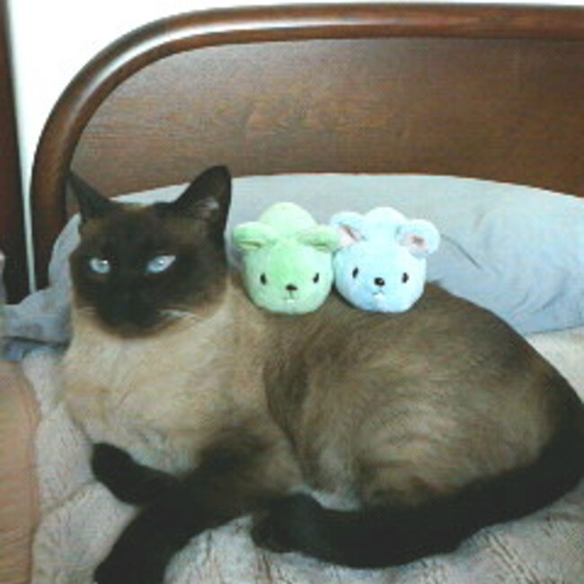 にゃんまる(o^^o)のカバー写真
