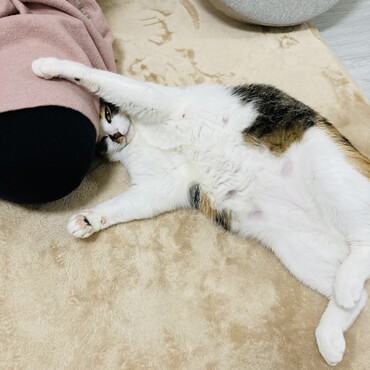 座っている母の膝に絡まるうずら