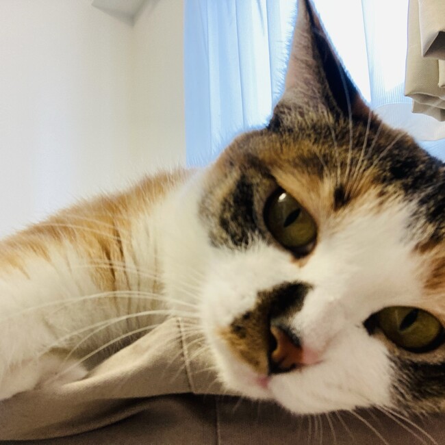 うーちゃんとくろのカバー写真