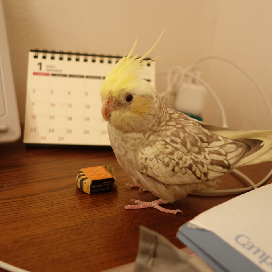 パルのカバー写真