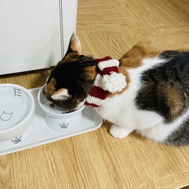 ご飯大好き