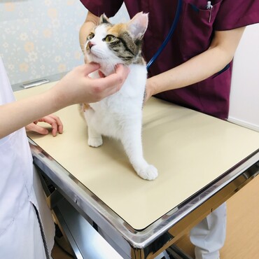 先生にちょっと痩せましょうって言われました