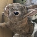 ☆1/16生まれ☆ ネザー×ミニうさぎの赤ちゃん