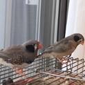 キンカチョウ2羽の里親募集します！
