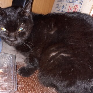 緊急！家をなくす保護猫・黒猫ヒカル