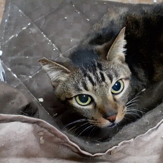 緊急！家をなくす保護猫・キジトラのミク