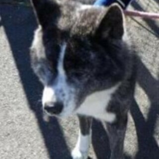 35キロなつっこいパワフルくん