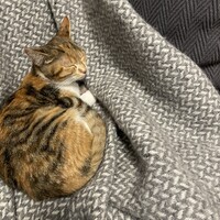 わらび