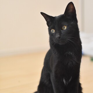 おもちゃ大好き ワイパー