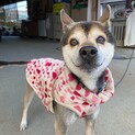 緊急です！家族に迎えてください。