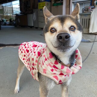 緊急です！家族に迎えてください。