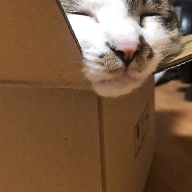はなーーのカバー写真