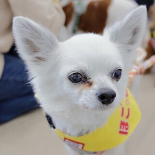 明るく尻尾フリフリ♪大人しくマイペースよっとちゃん