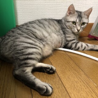 急募！一生大事にしてくださる方