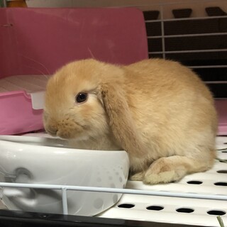 ロップイヤーラビット　生後2ヶ月半