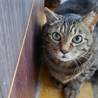 緊急！家をなくす保護猫・キジトラの元気くん