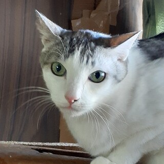 緊急！家をなくす保護猫・灰白のひなた君