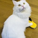 ☆ 里親さん探しています ☆ 白猫