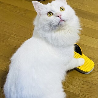 ☆ 里親さん探しています ☆ 白猫