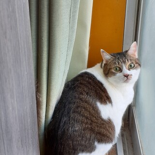 緊急！家をなくす保護猫・キジ白のさく坊