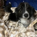 脳障害のわんちゃん