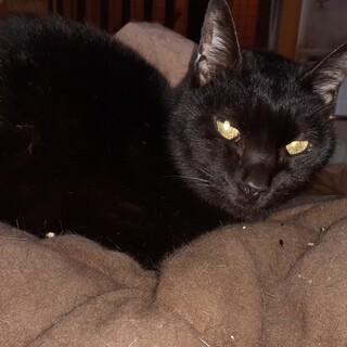 緊急！家をなくす保護猫・黒猫マサル