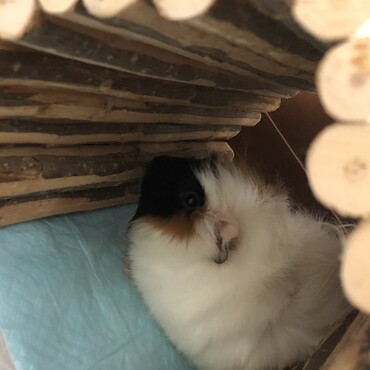 うちに来たばかりの頃のロムニーくん。怯えて丸くなっています…。