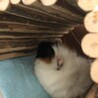 うちに来たばかりの頃のロムニーくん。怯えて丸くなっています…。