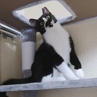 里親決まりました！