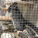 1歳の男の子。※相談中です。